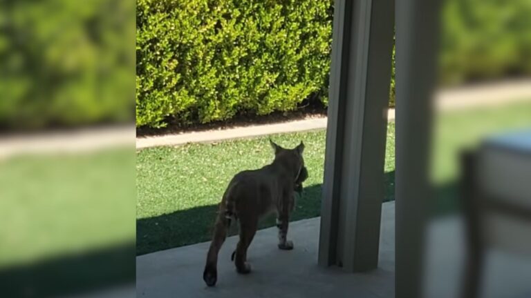 wild bobcat