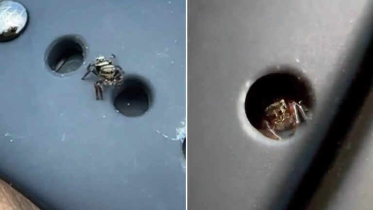 spider in a watch band