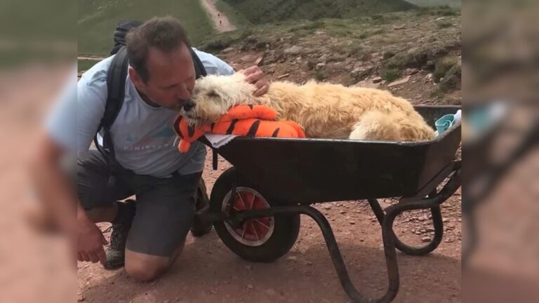 Man Pushes His Sick Dog Up Mountain In A Wheelbarrow
