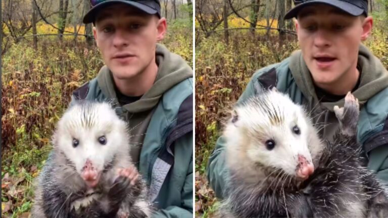 Man Shares Facts About Opossums