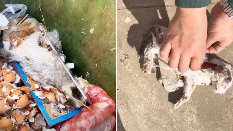 Man Shocked To Discover A Tiny Kitten