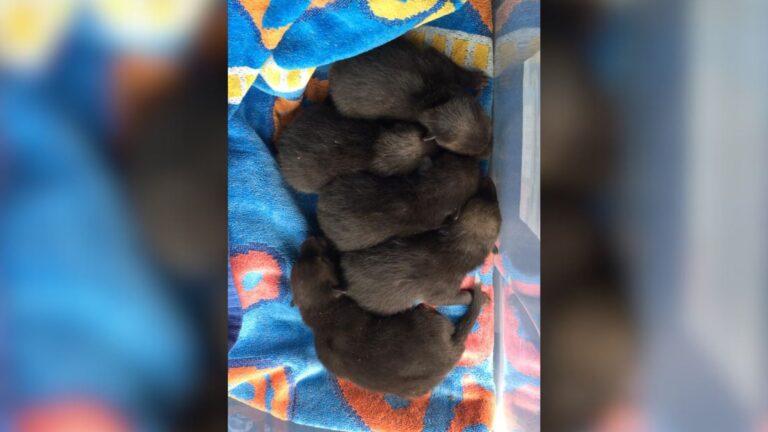 fox cubs in old matrass
