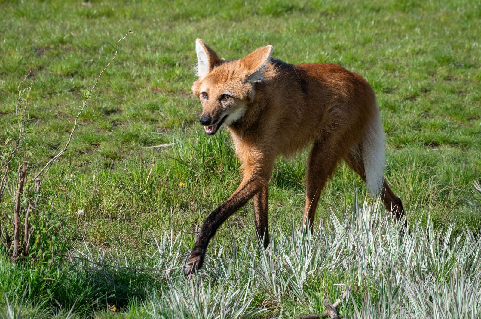 Maned Wolf