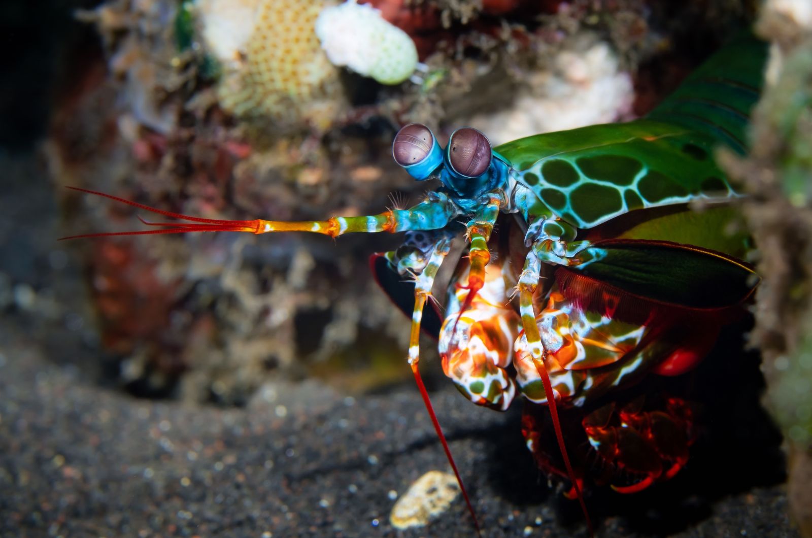 Mantis Shrimp