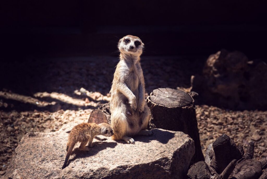 Meerkat