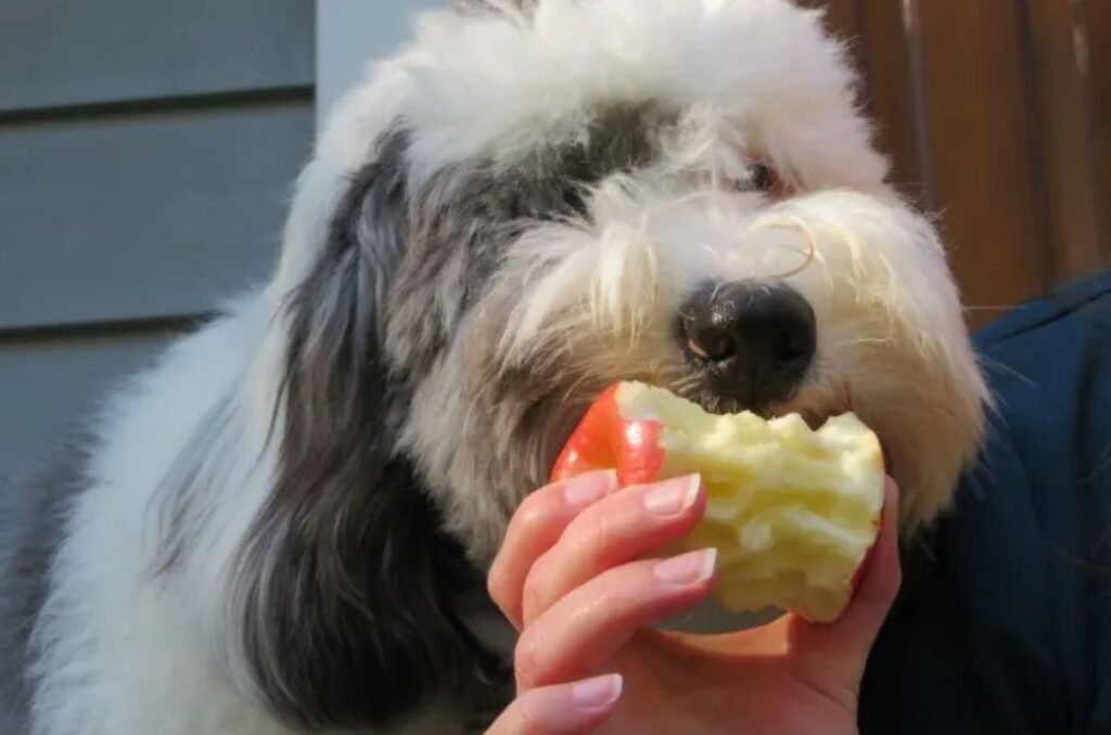 Micro Sheepadoodle eating an apple