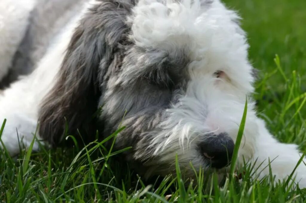 Micro Sheepadoodle is lying