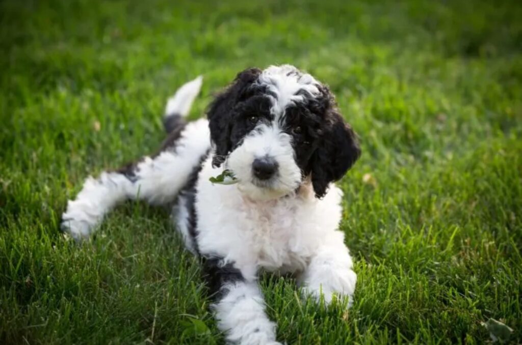 Micro Sheepadoodle is lying on the grass