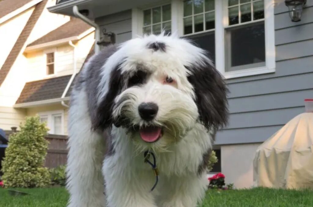 Micro Sheepadoodle is standing in the garden