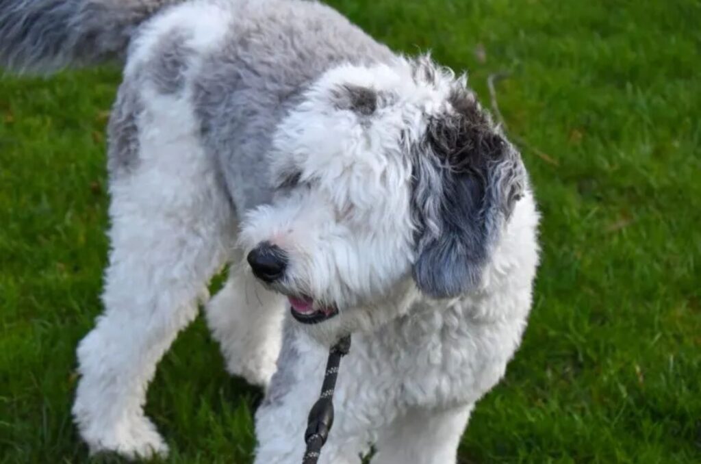 Micro Sheepadoodle on a leash