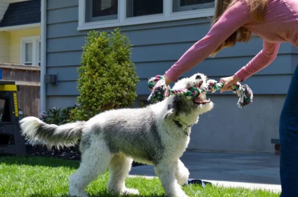 Micro Sheepadoodle plays with a girl and a rope