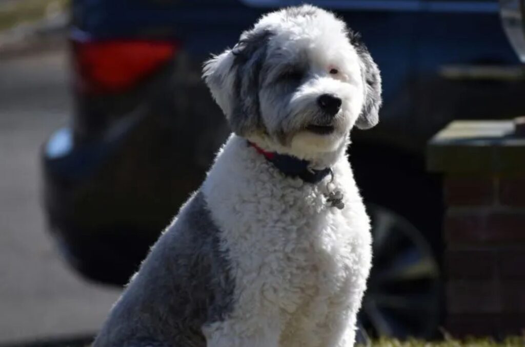 Micro Sheepadoodle sits and looks ahead