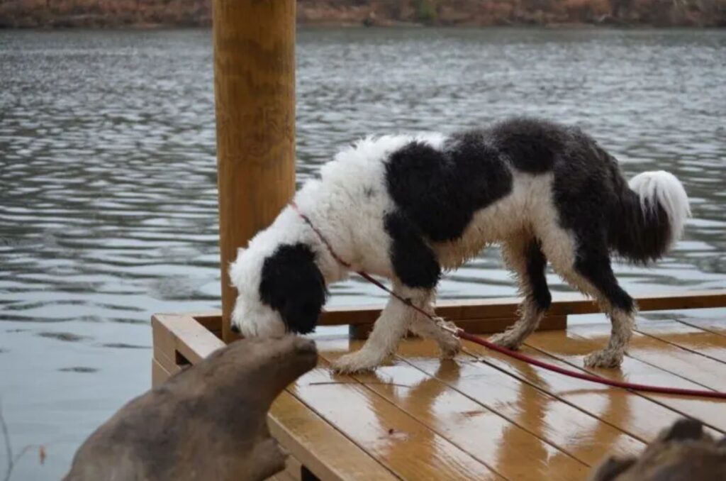 Micro Sheepadoodle standing on the pier