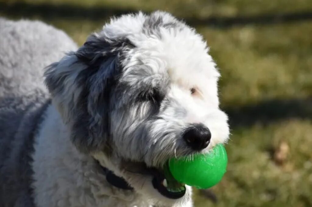 Micro Sheepadoodle with a green ball in his mouth