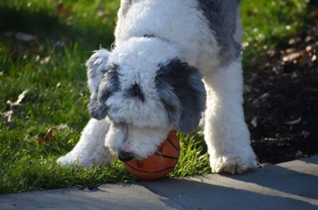 Micro Sheepadoodle with an orange ball