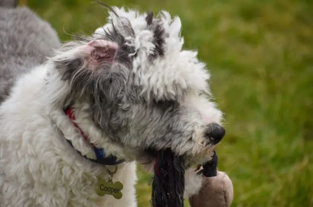 Micro Sheepadoodle with rope in mout