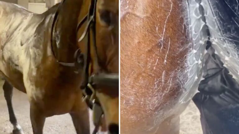 horse sweat