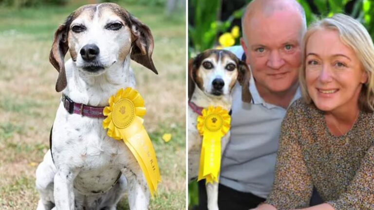 Missing Beagle Shocks Her Family As She Wanders Into A Dog Show