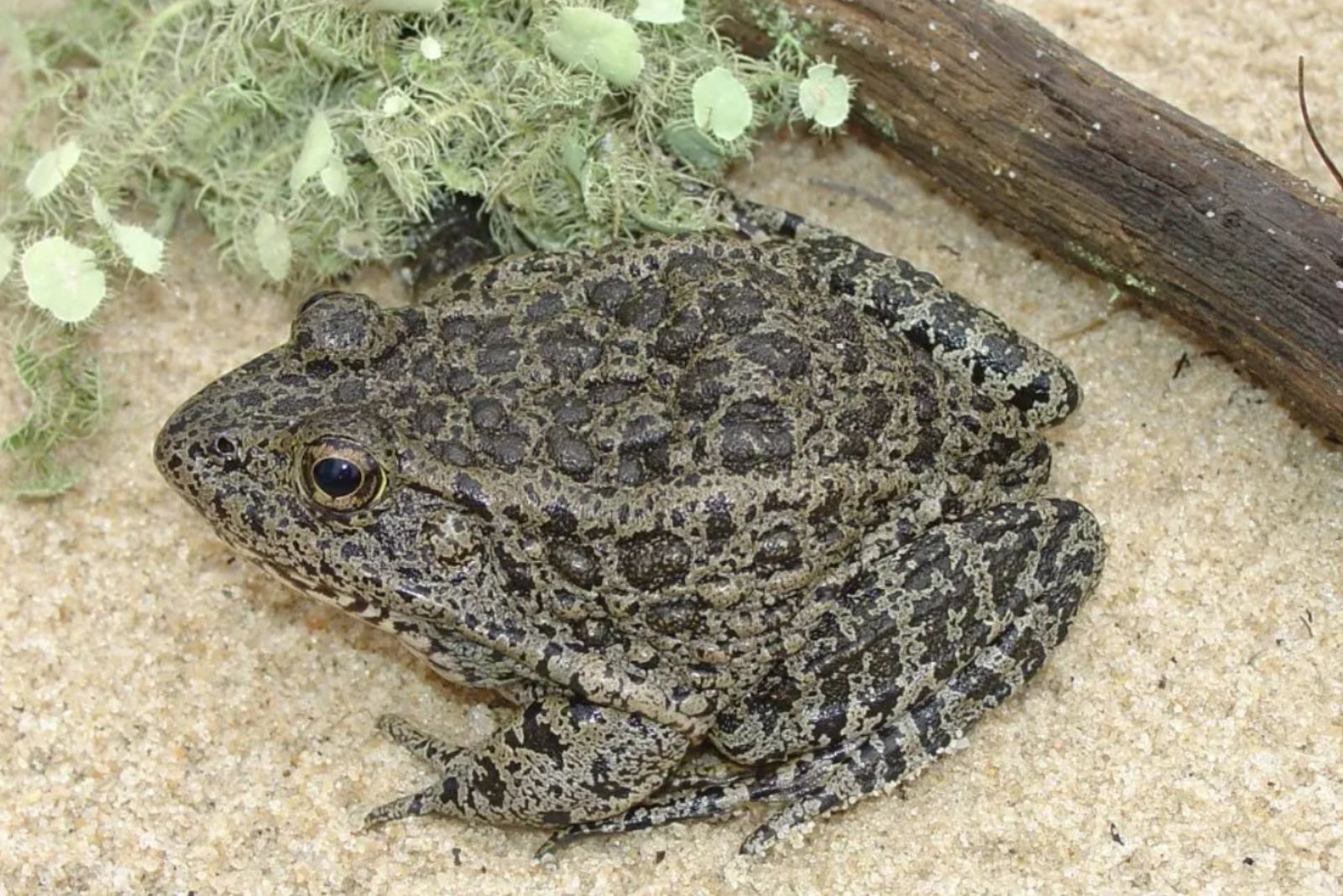 Mississippi Gopher Frog