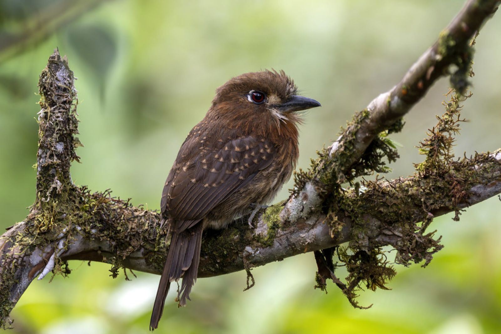 Moustached Puffbird