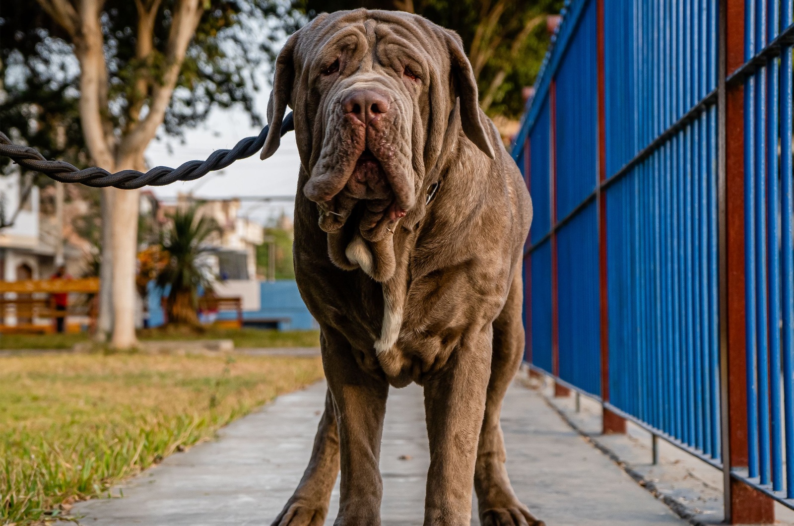 Neapolitan Mastiff