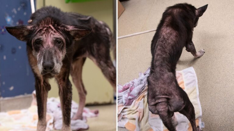 neglected senior dog