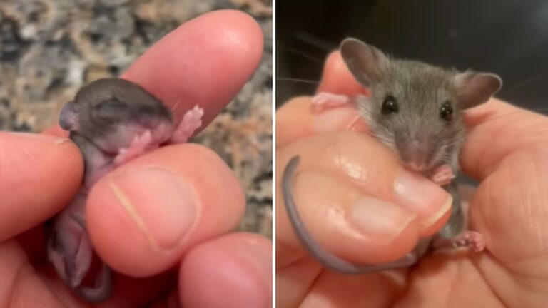 tiny street mouse