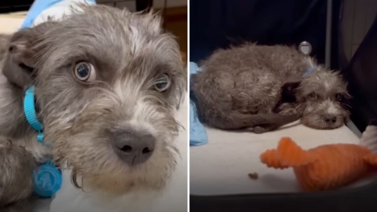 No One Knew Why This Pup Was Suffering