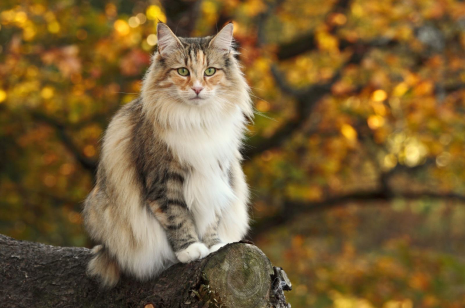 Norwegian Forest Cat