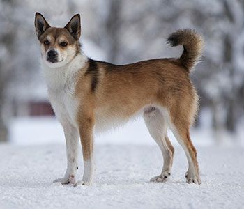 Norwegian-Lundehund