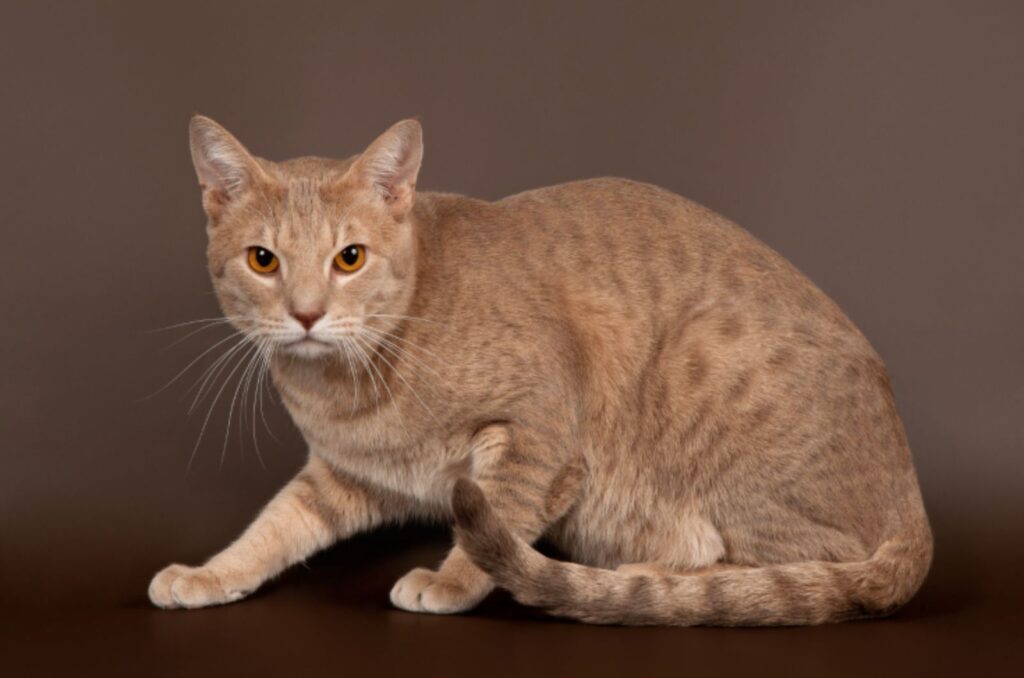 Ocicat