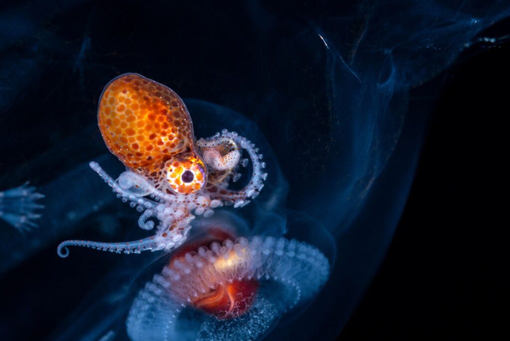 Octopus