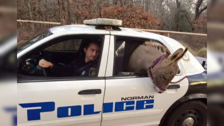 donkey in a police car