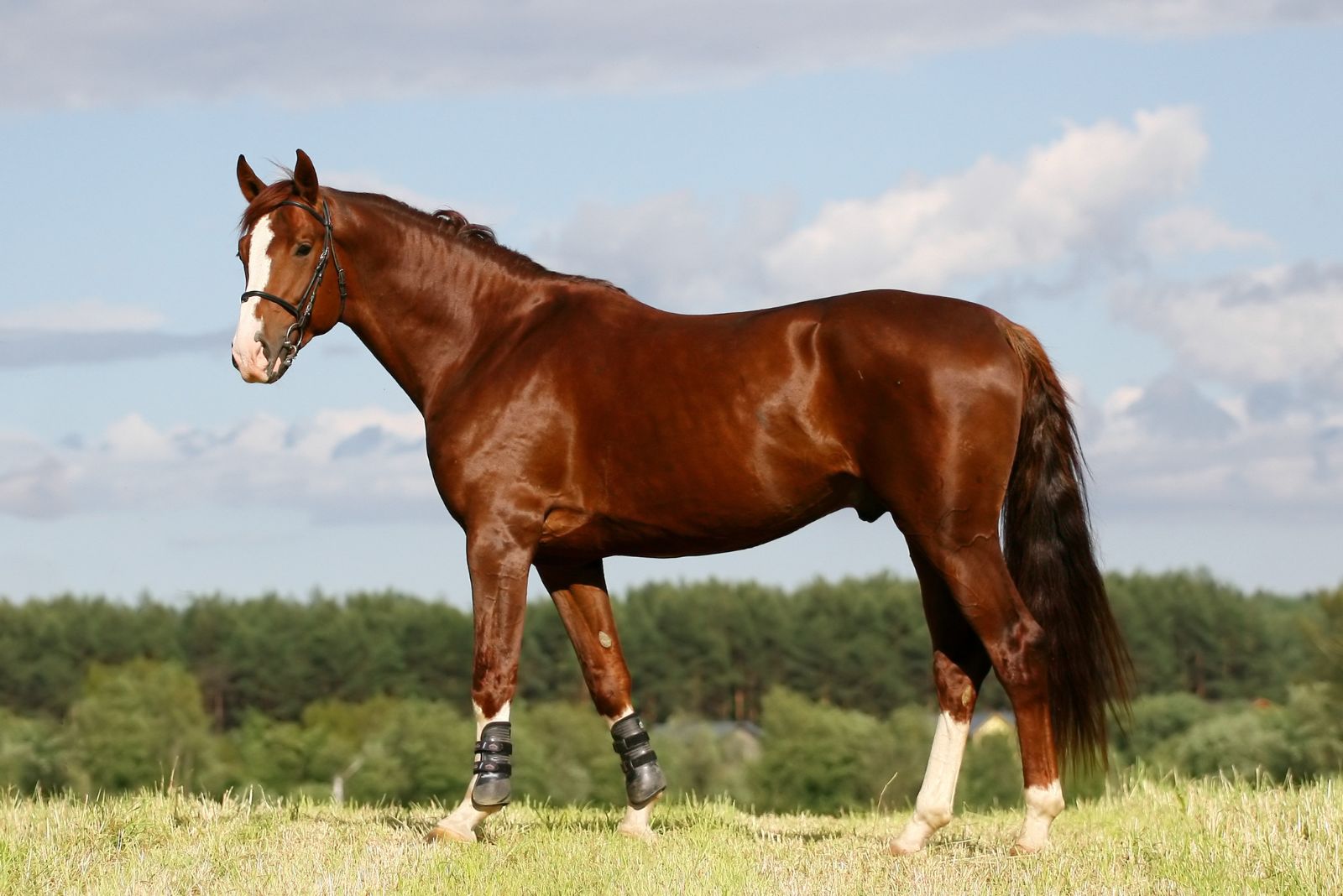 Oldenburg horse