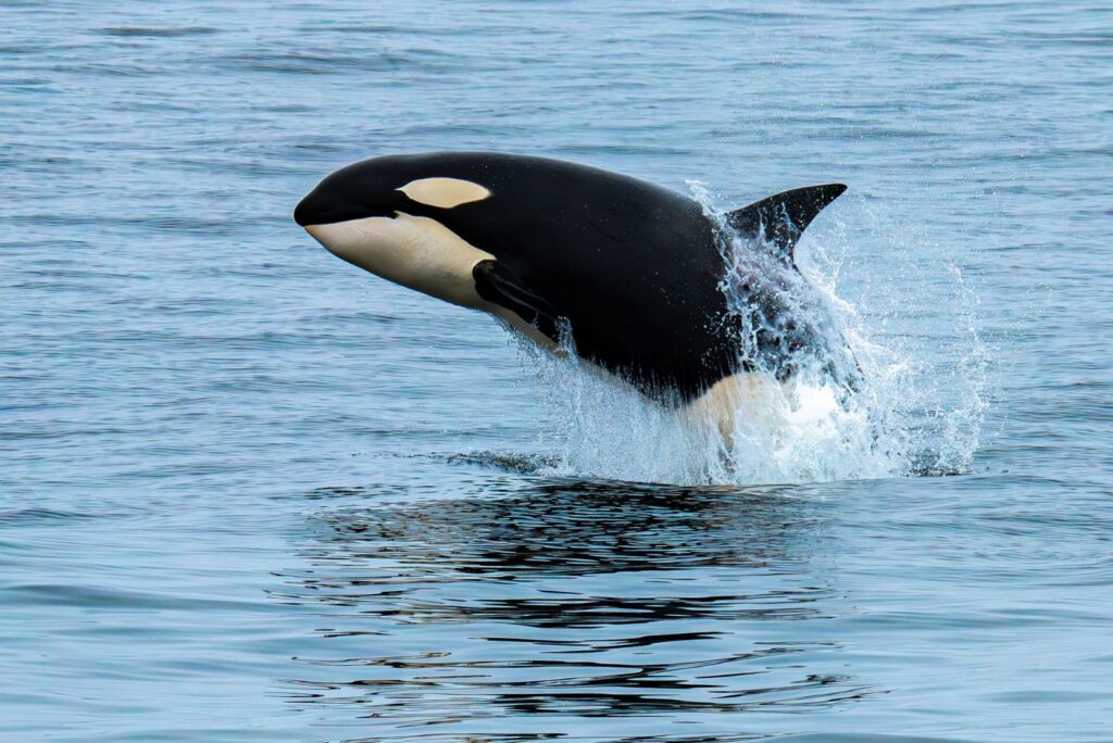 Orca