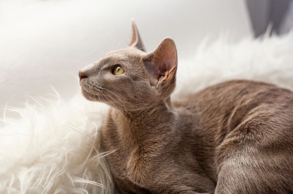 Oriental Shorthair