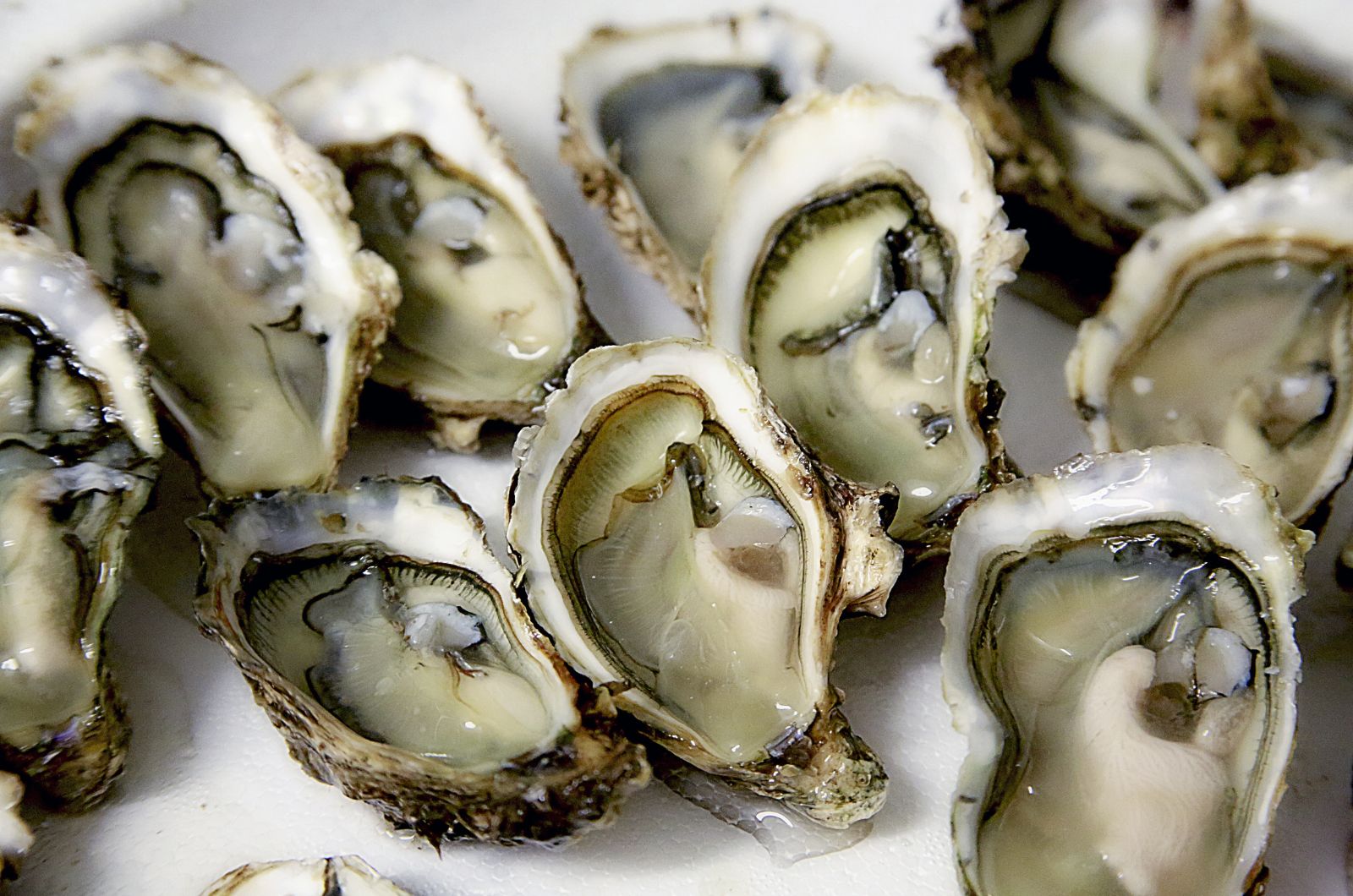 Oysters