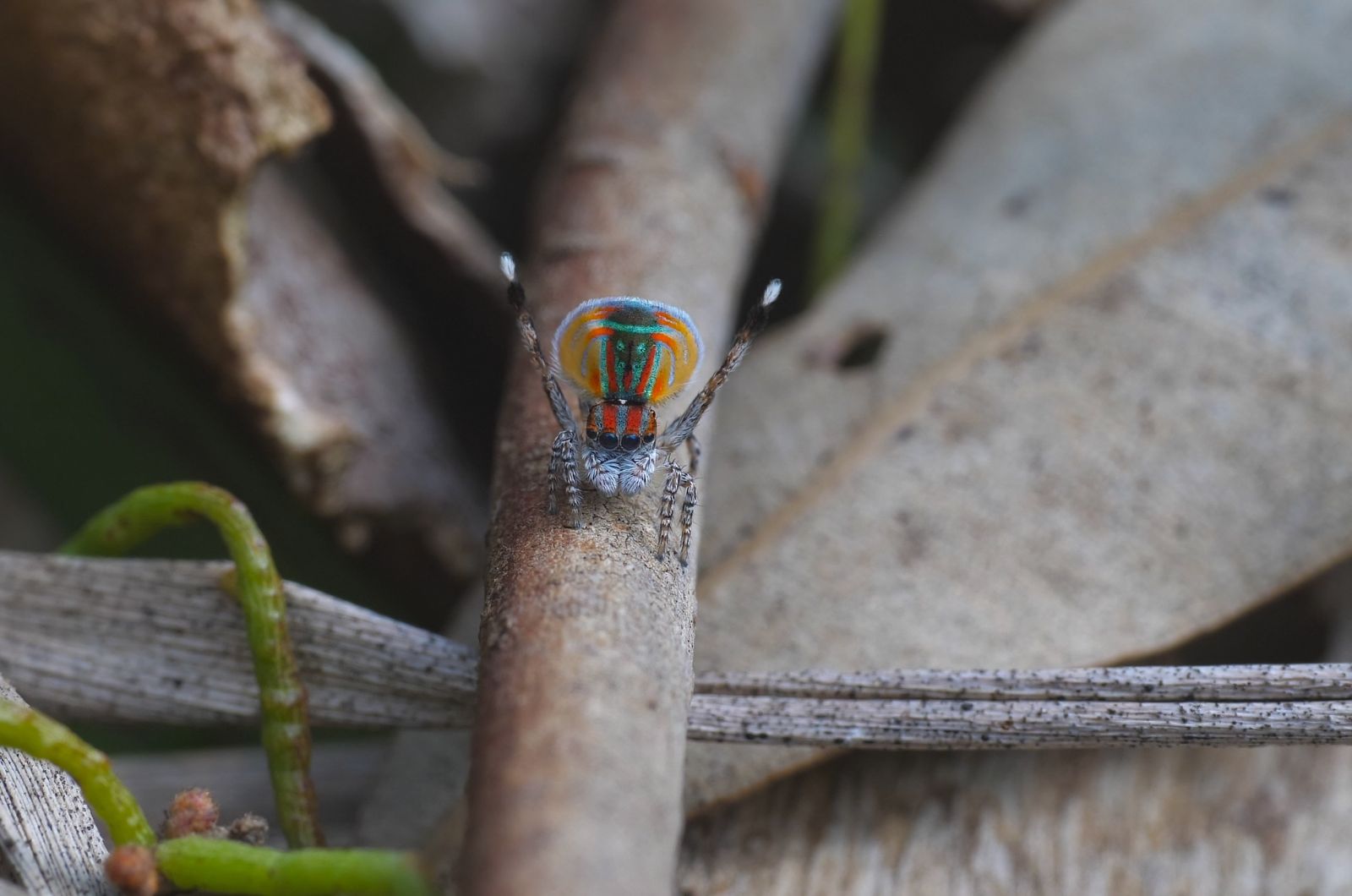 Peacock Spider