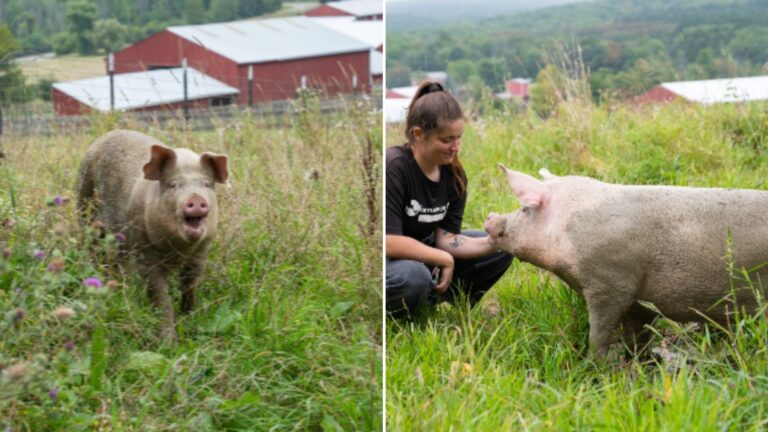 pig found on roadside
