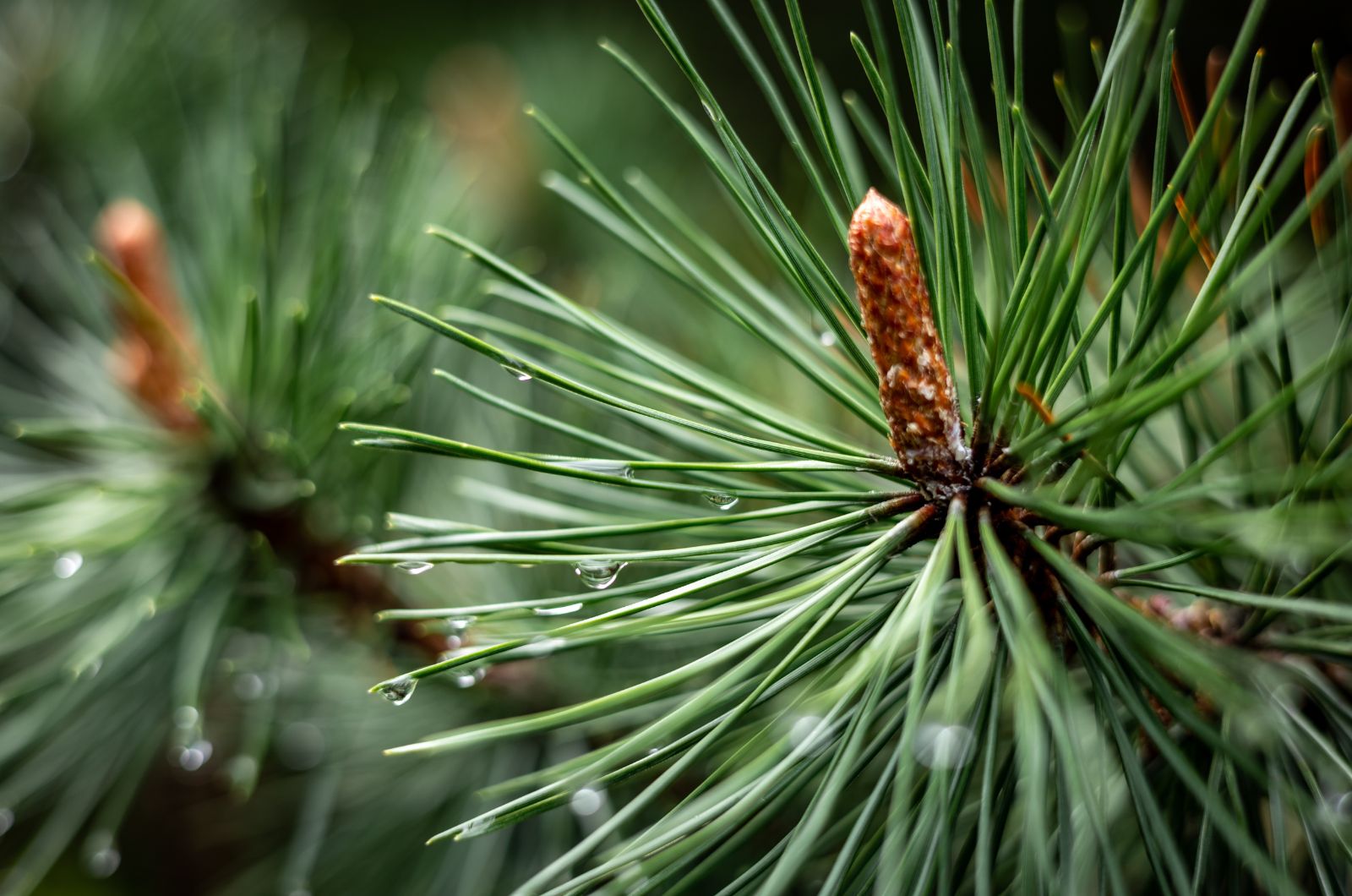 Pine Needles