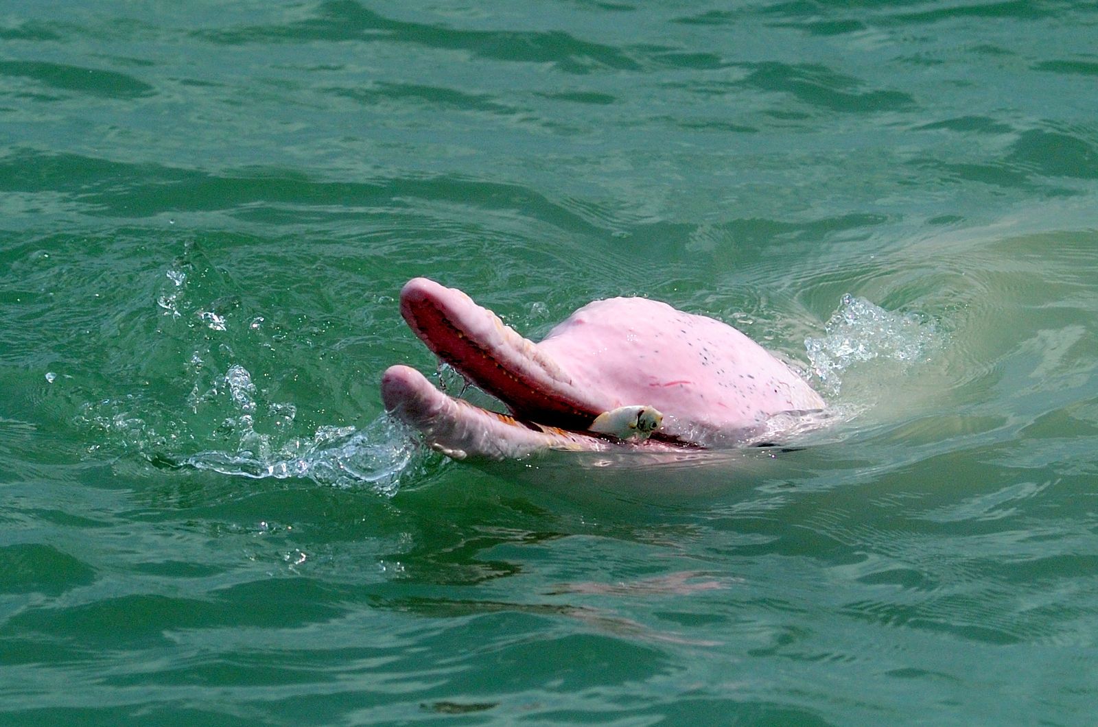 Pink Dolphin