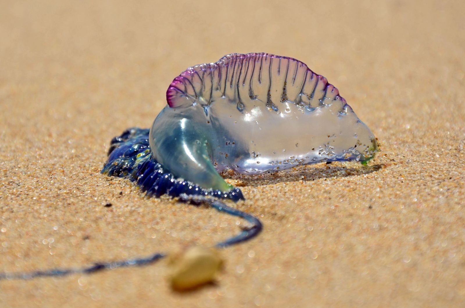 Portuguese Man O’ Wars