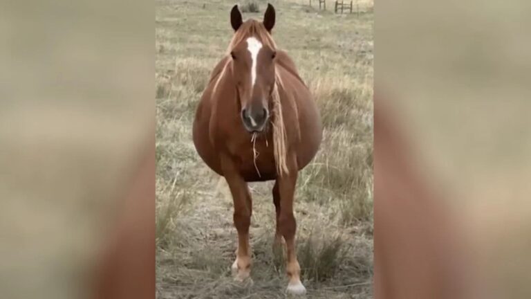 pregnant mare