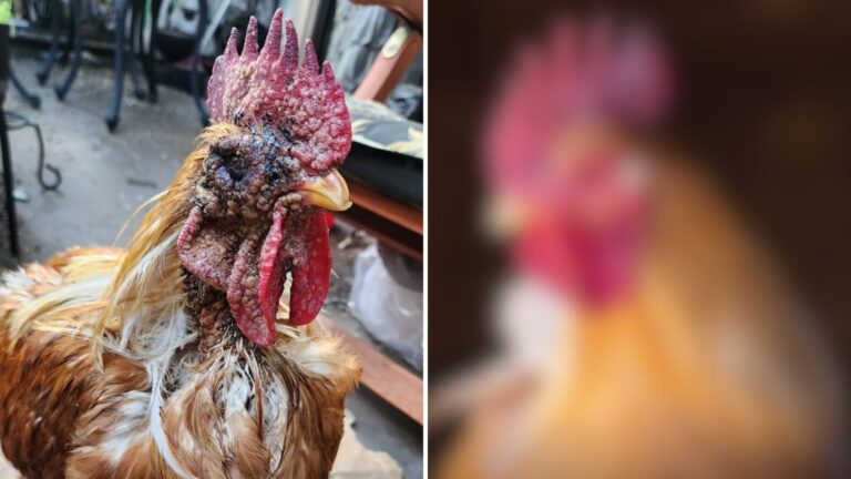 rescued roosters transformation
