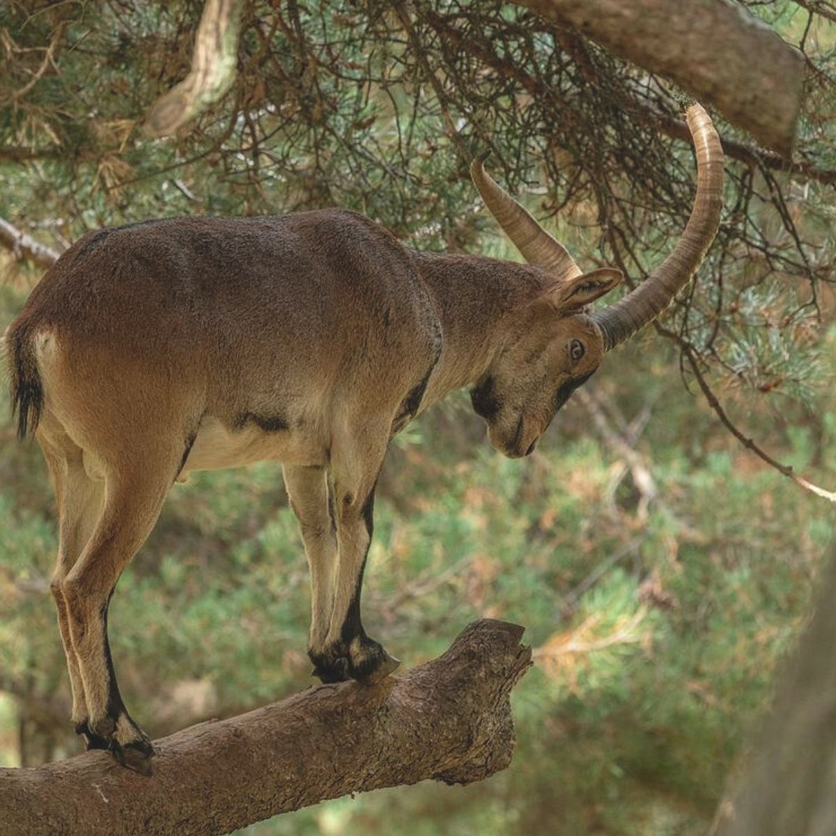 Pyrenean Ibex