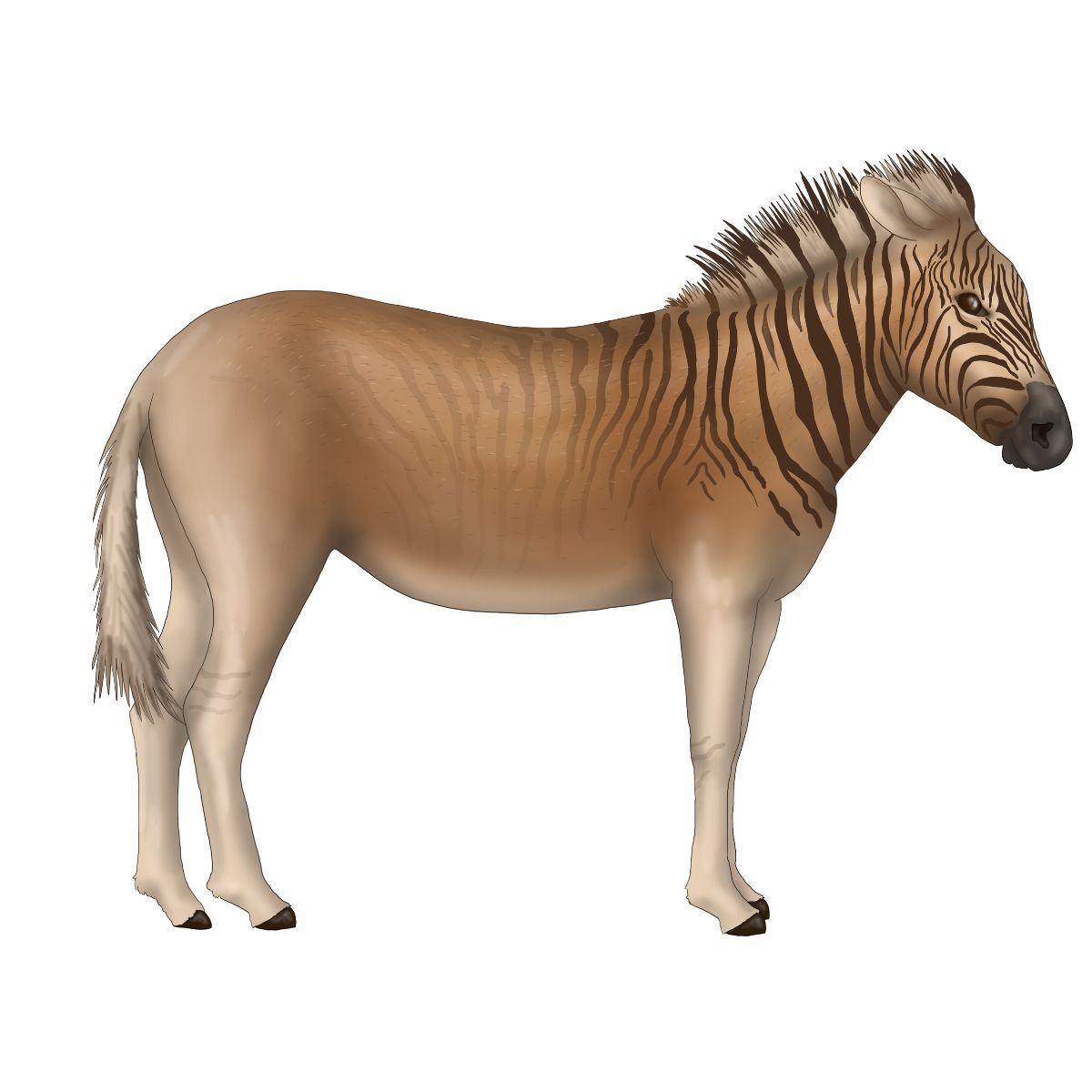 Quagga