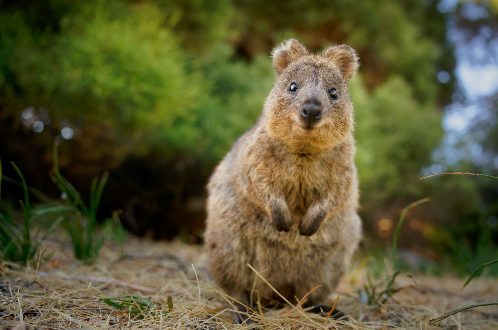 Quokka