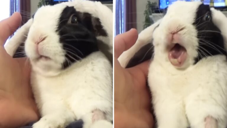 rabbits reaction on adoption