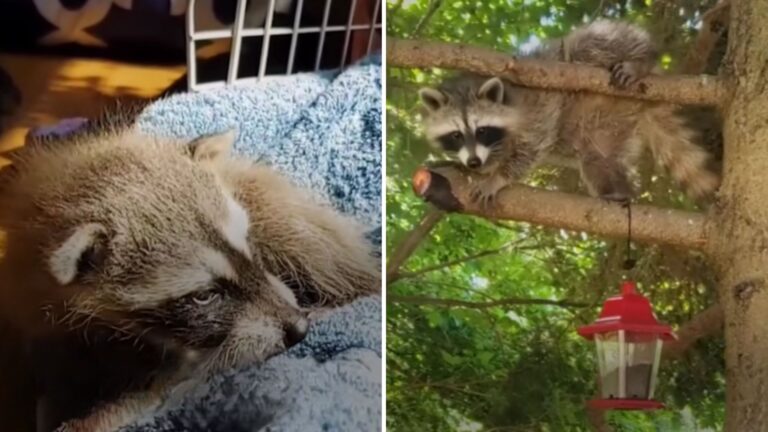 raccoon came to her rescuer