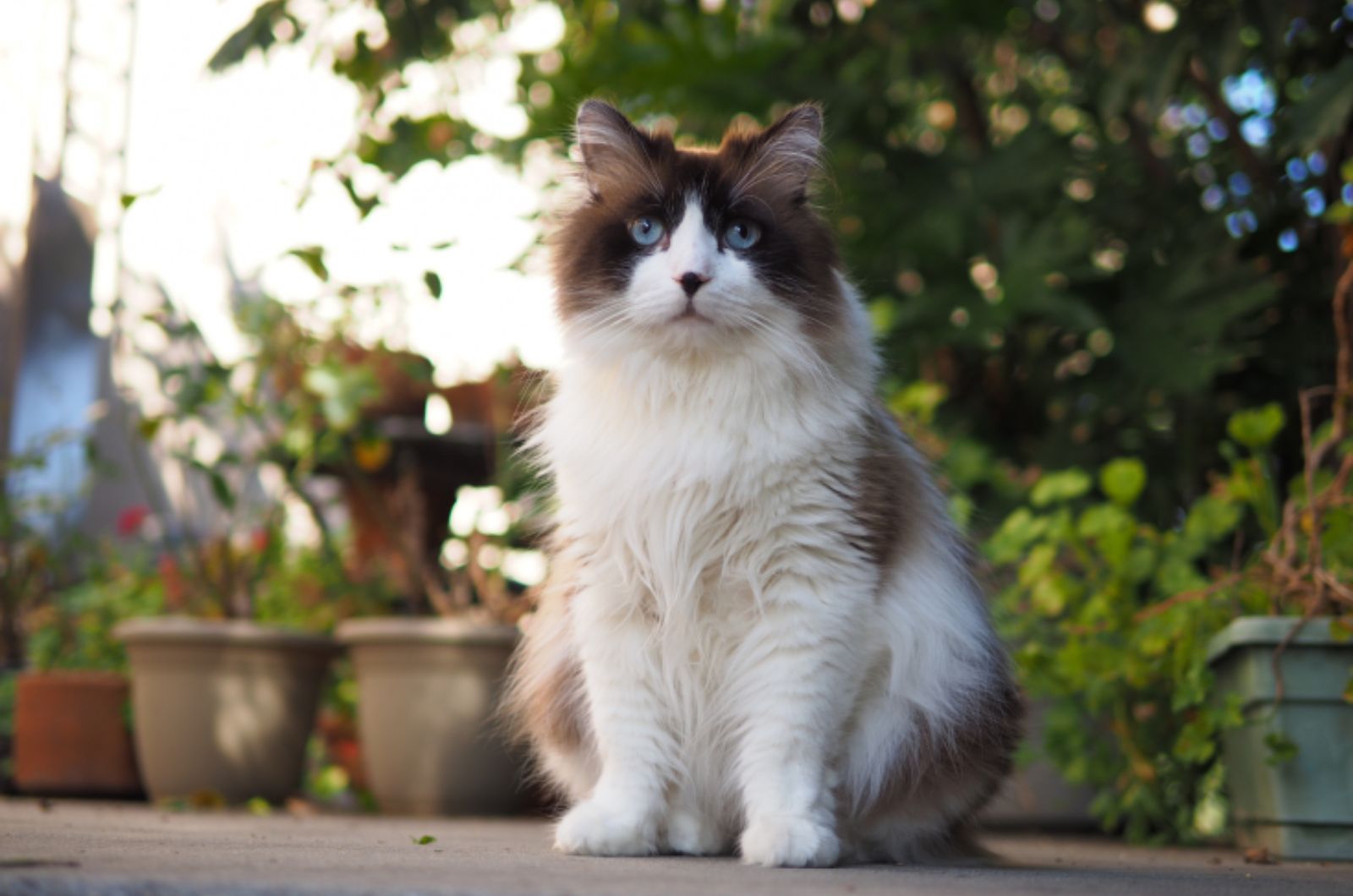 Ragdoll Cat